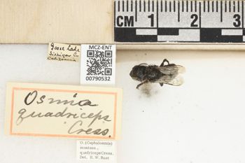 Media type: image;   Entomology 790532 Aspect: Labels